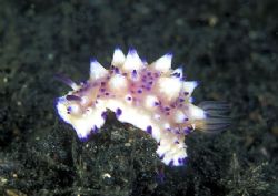 Nudibranch in lembhe street
Nikon F90x in igloo housing ... by Marchione Giacomo 